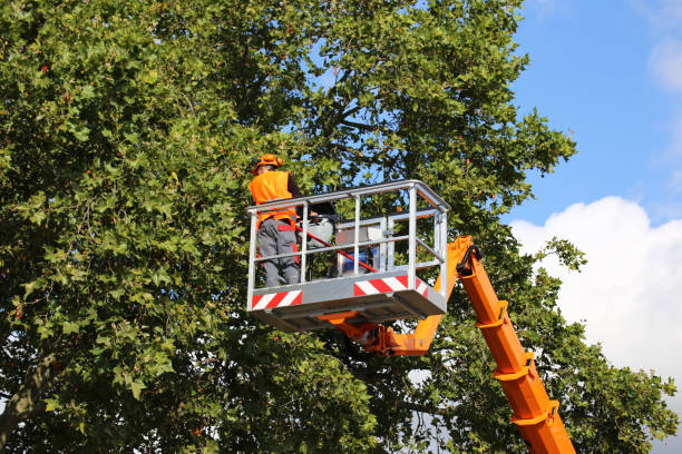 Best Tree Removal Services  in Finneytown, OH